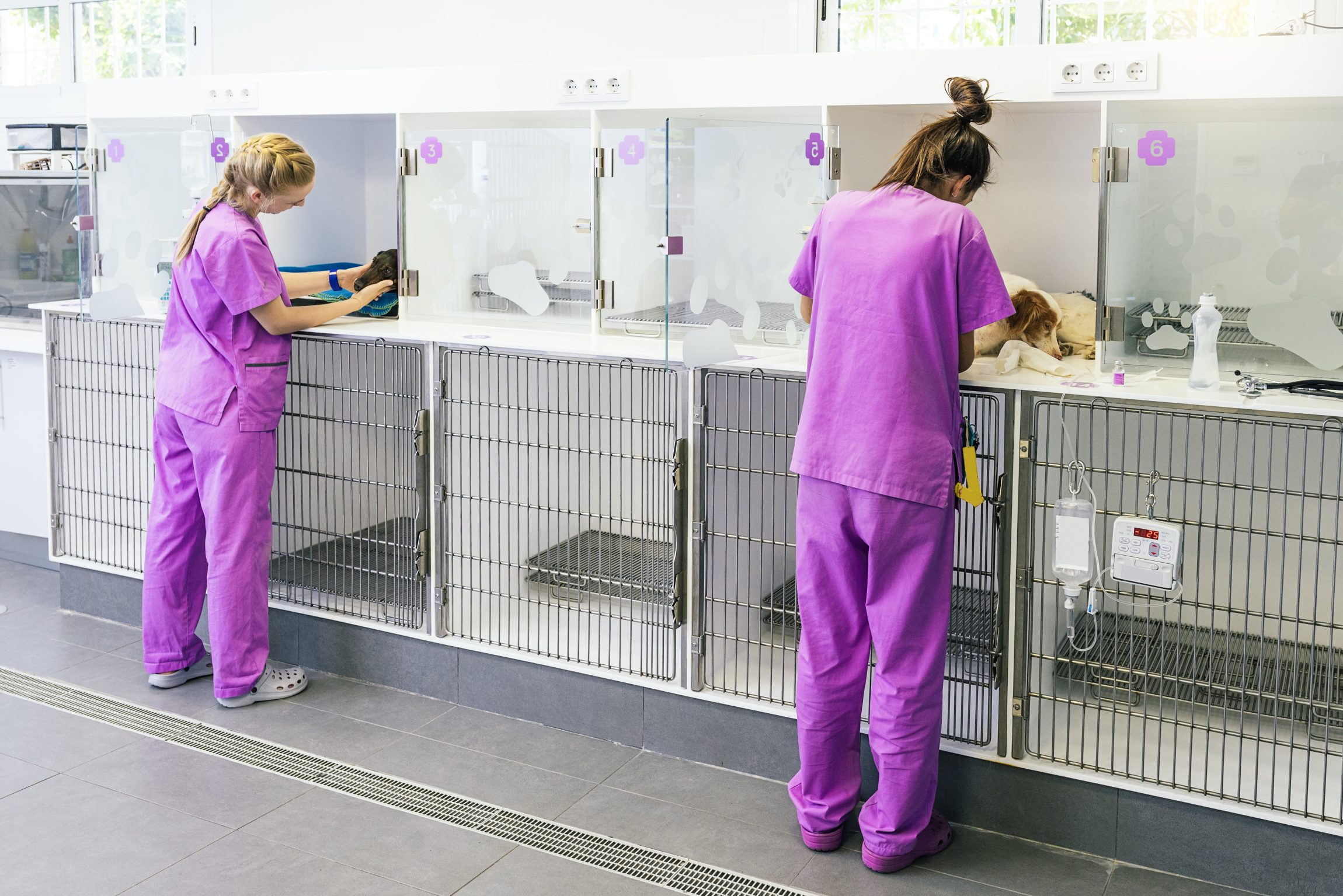 kennel design vets