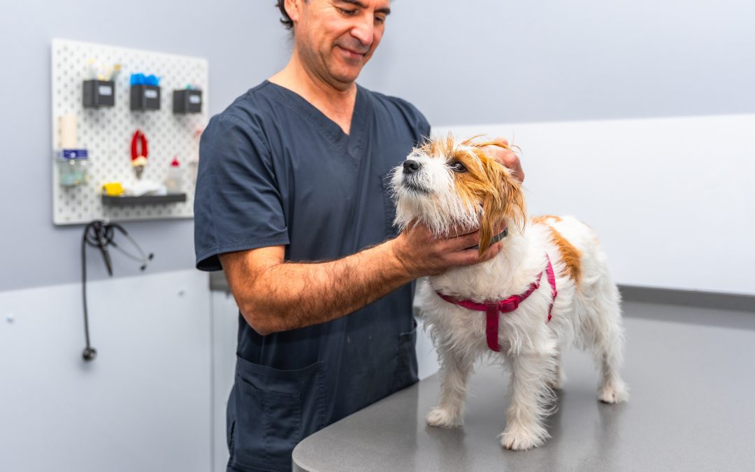 Veterinary Practices Fitout