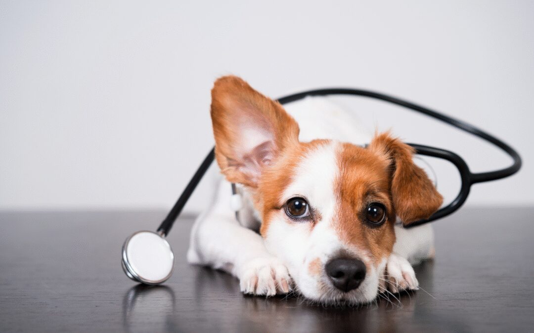 What to Consider When Designing a New Veterinary Clinic