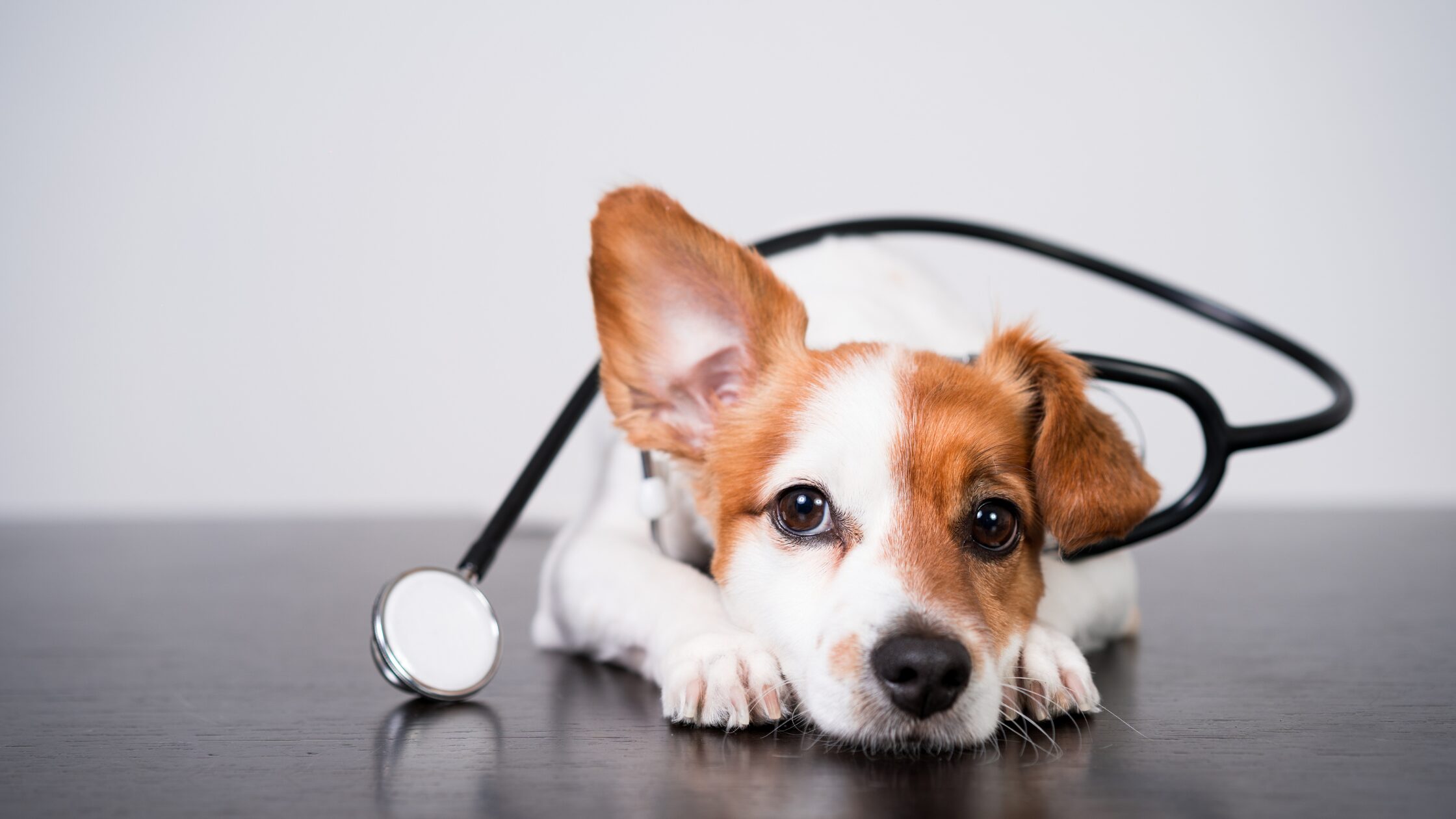 Venterinary-design-blog-january-2026 Puppy lying on a table with a stethoscope, representing veterinary care and animal-focused clinic design